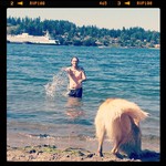 Infobox_vbc_amberturnau_bainbridgeisland_swimming_dog