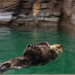 Infobox_sfo_amywhiggins_aquarium_otter
