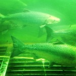 Infobox_vbc_jminter_ballardlocks_salmon