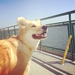 Infobox_vbc_amberturnau_bainbridgeislandferry_dogdeck
